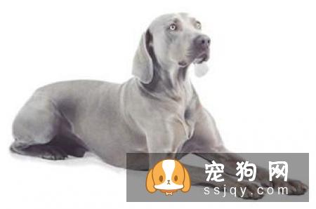 威玛猎犬好养吗?威玛猎犬多少钱_智商高吗？