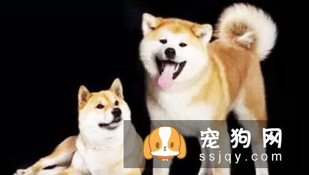 柴犬的叫声越来越像狼叫 学狼叫的原因有以下几种