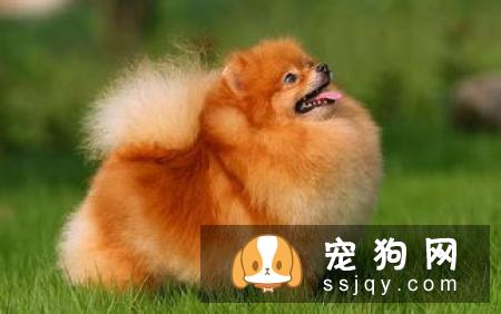 【狗狗补钙知识】怎么给罗威纳幼犬补钙？