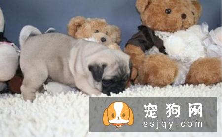 巴哥犬多少钱_好养吗?巴哥犬图片_价格_训练_介绍
