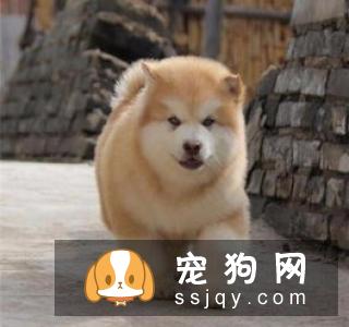 【幼犬挑选方法】怎么挑选巨型阿拉斯加幼犬？