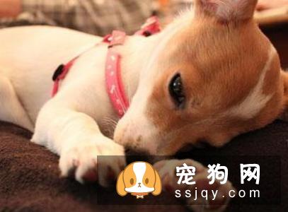 喂养宠物之前这些知识你必须了解