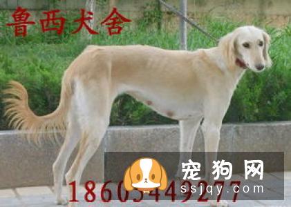 【骨嘴沙皮】骨嘴沙皮好养吗?骨嘴沙皮图片|价格|训练