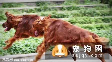 爱尔兰雪达犬多少钱，好养吗?爱尔兰雪达犬图片|价格|训练