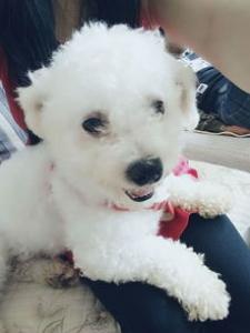 比熊狗粮排行榜上哪款狗狗更爱吃