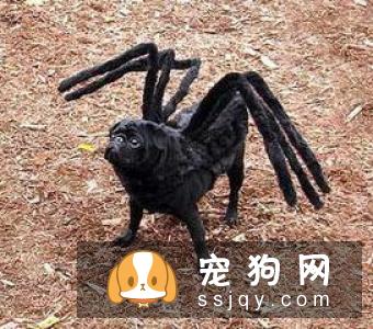 约克夏梗好养吗？约克夏梗图片|价格|训练|介绍