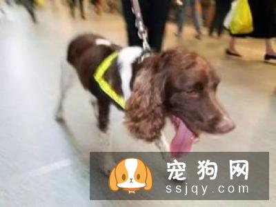 【腊肠不能吃什么食物】腊肠犬喜欢吃什么？