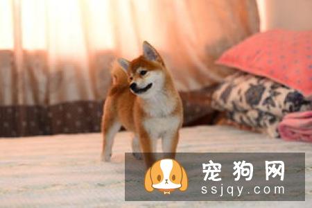 日本柴犬多少钱一只 颜色血统品相的差距价格是不同的