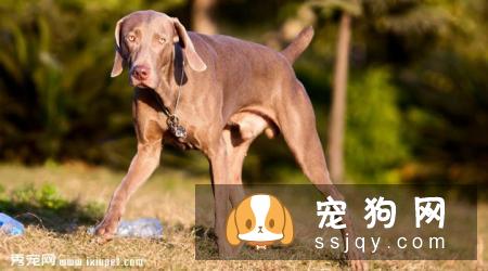 威玛猎犬好养吗?威玛猎犬多少钱_智商高吗？