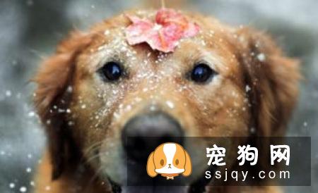 金毛可以吃草莓吗 金毛吃草莓的危害