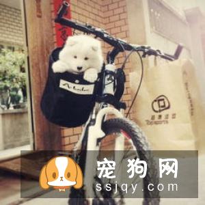 怎样区分爱斯基摩犬和萨摩耶_爱斯基摩犬好养吗?