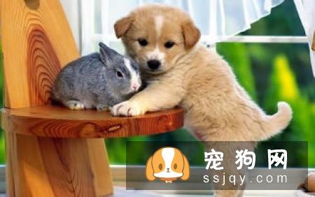 怎么检查狗狗是否肥胖？