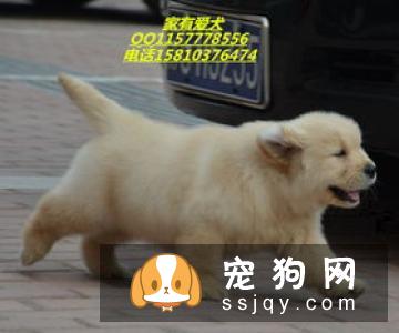 金毛犬的标准体型与体重