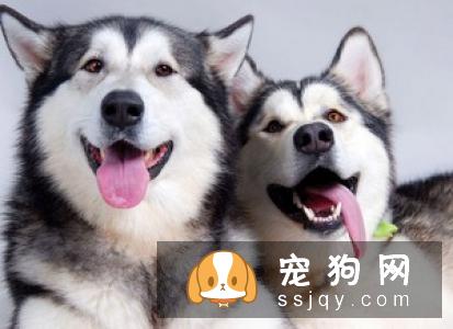 如果你家里的狗狗太顽皮该怎么处理？