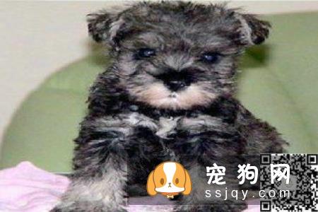 迷你雪纳瑞多少钱一只？迷你雪纳瑞好养吗_能长多大|粘人吗