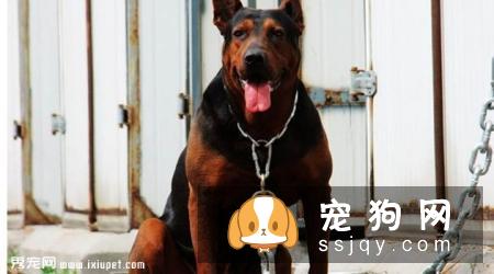 【苏联红犬】苏联红犬好养吗?苏联红犬图片|价格|训练