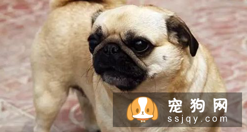 长不大的狗狗品种有哪些