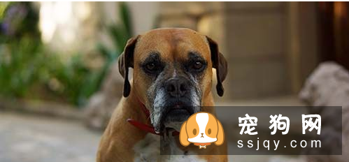 警惕狗传染疾病 狂犬病的传播途径