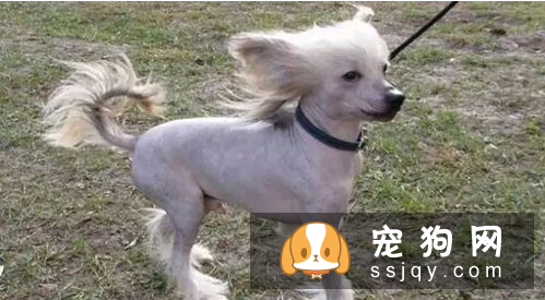 长不大的狗狗品种有哪些