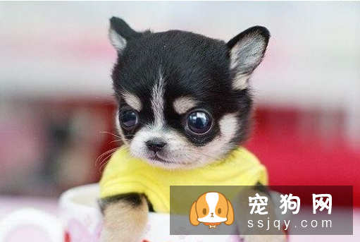 狗狗一天睡多久 并没有固定的睡眠时间