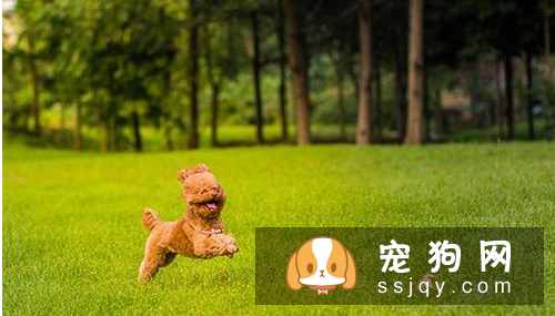 三个月的泰迪怎么养 养泰迪必须具备的条件
