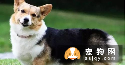 长不大的狗狗品种有哪些