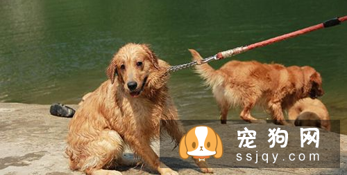 警惕狗传染疾病 狂犬病的传播途径