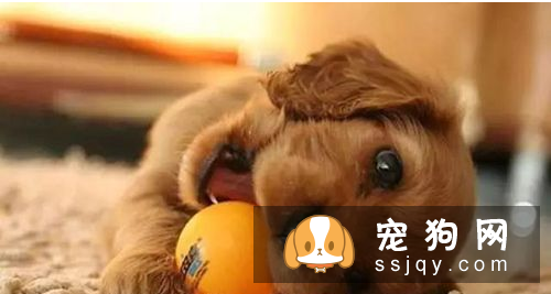 长不大的狗狗品种有哪些