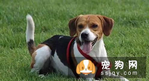 狗狗鼻子干是生病的前兆 狗狗鼻子会干的原因