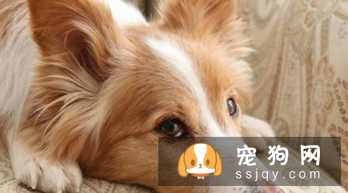 狗狗什么时候打疫苗 定期给狗进行疫苗的预防接种