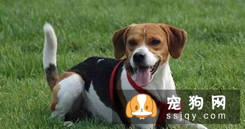 长不大的狗狗品种有哪些