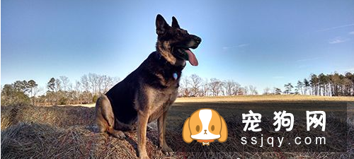警惕狗传染疾病 狂犬病的传播途径