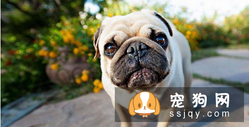 狗狗什么时候打疫苗 定期给狗进行疫苗的预防接种