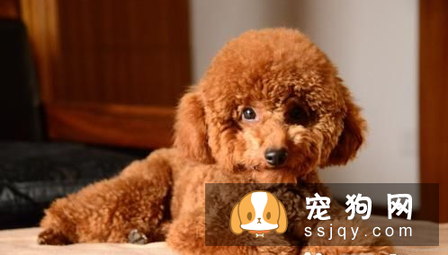 三个月的泰迪怎么养 养泰迪必须具备的条件