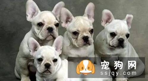 狗狗鼻子干是生病的前兆 狗狗鼻子会干的原因