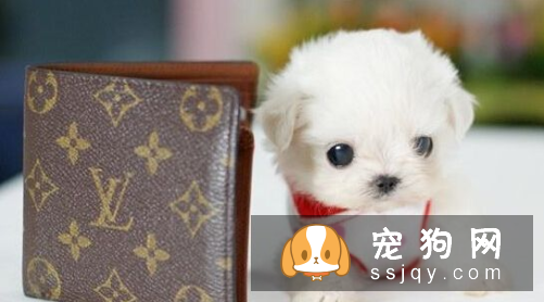 狗狗一天睡多久 并没有固定的睡眠时间