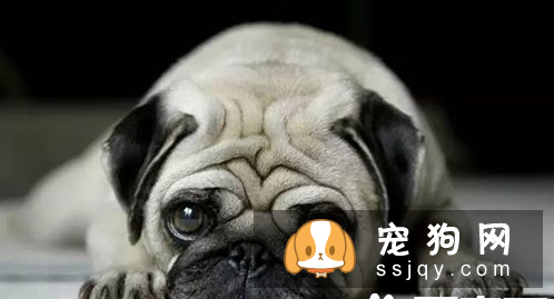 狗狗鼻子干是生病的前兆 狗狗鼻子会干的原因