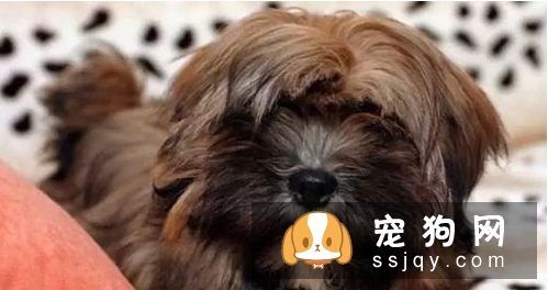 长不大的狗狗品种有哪些