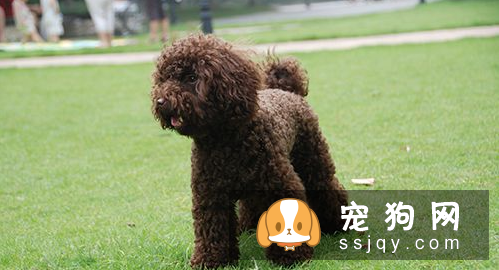 怎样急救狗狗 狗的急救与护理常识