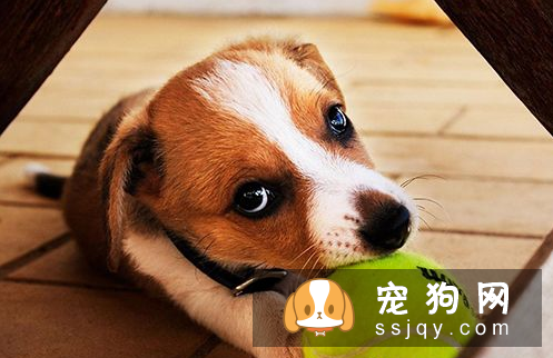 怎样急救狗狗 狗的急救与护理常识