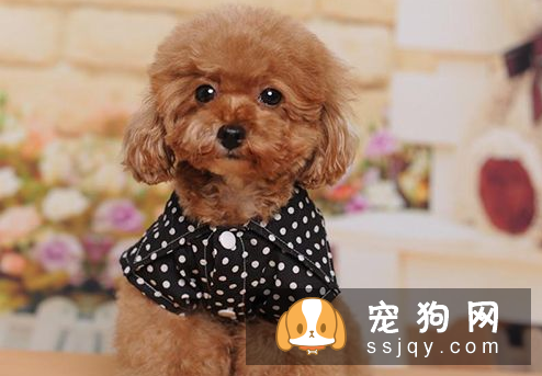 怎样急救狗狗 狗的急救与护理常识