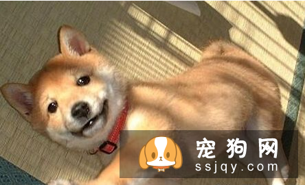 狗狗一天睡多久 并没有固定的睡眠时间