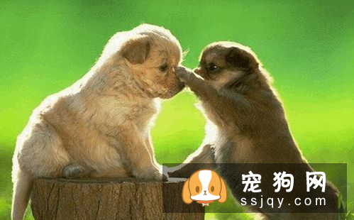 狗狗呕吐怎么办 狗狗呕吐腹泻治疗方法
