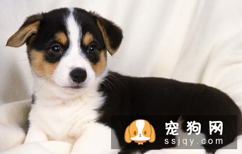 狗狗呕吐怎么办 狗狗呕吐腹泻治疗方法