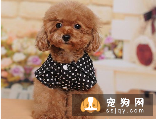 狗狗什么时候打疫苗 定期给狗进行疫苗的预防接种