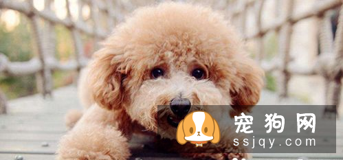 三个月的泰迪怎么养 养泰迪必须具备的条件