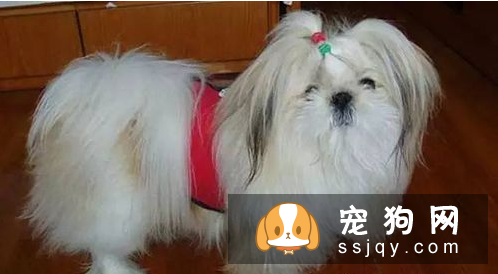 长不大的狗狗品种有哪些