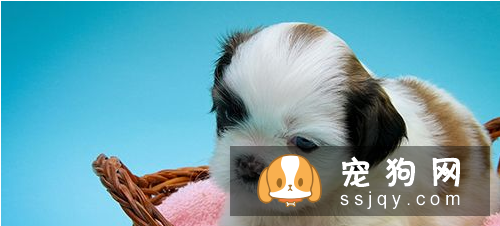 如何让狗不吃路边食物和给主人帮忙