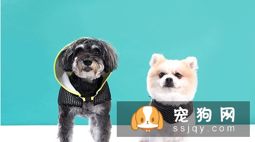 上班族怎么养好狗狗 上班族养狗知识汇总