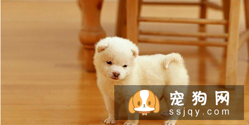 如何训练小狗排便 狗狗排便的训练技巧